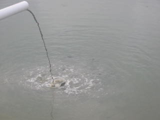 �؂̂��񂱂ɌQ���鋛����