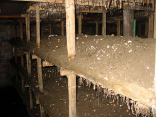 マッシュルーム